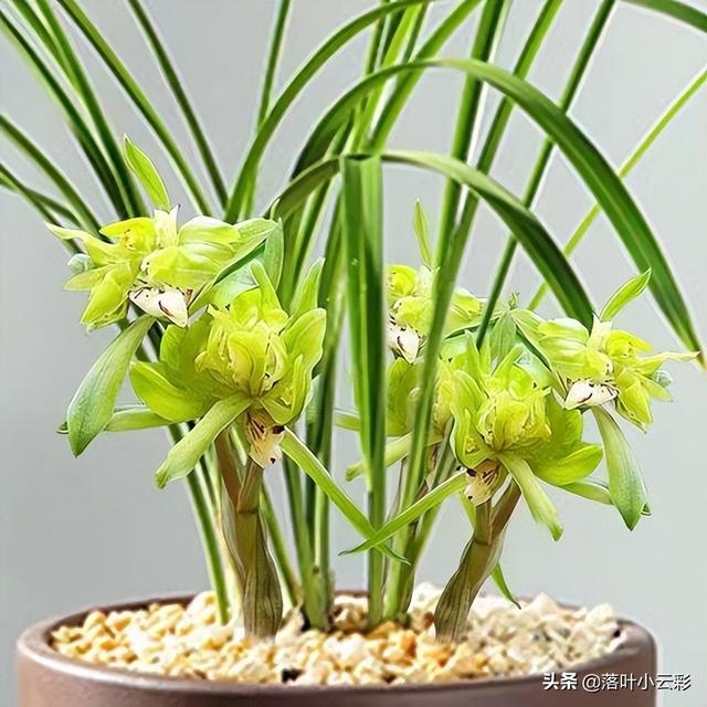 蝶兰（蝶兰花），国兰第一奇花——余蝴蝶（蝶兰花图片）