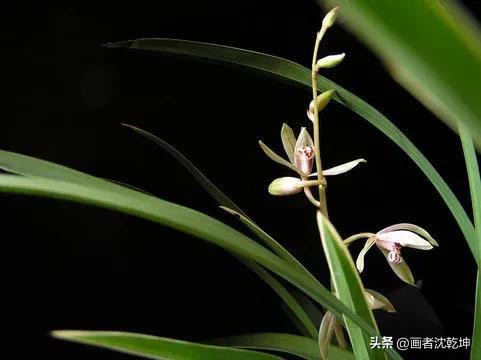 十大最贵最美兰花，绝美兰花50幅