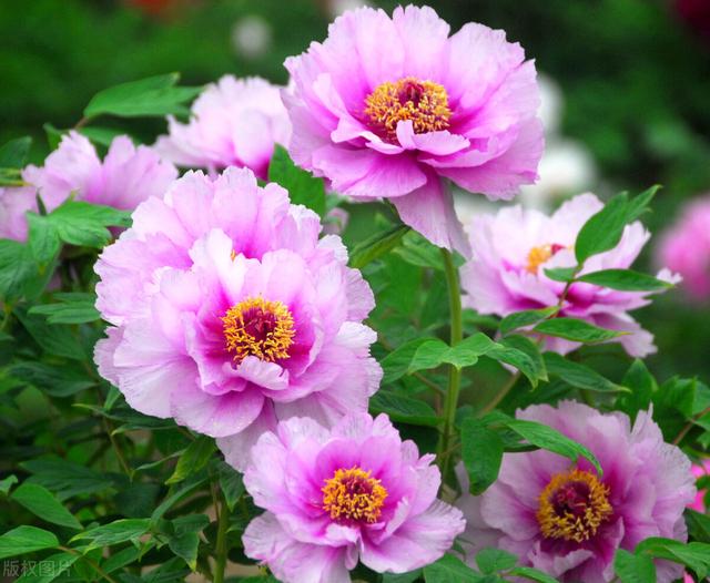 牡丹花什么时候开，牡丹花什么时候栽种（牡丹花开花后的修剪方法）