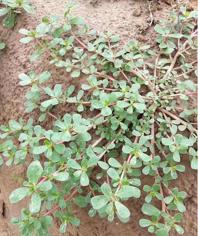 马蜂菜是什么，济宁的马蜂菜你吃过吗