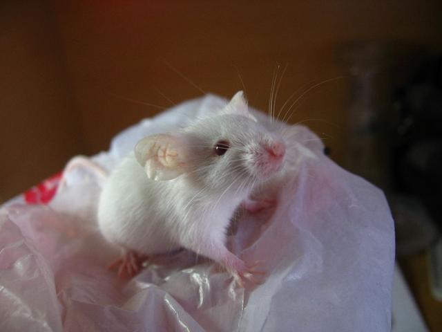 小白鼠多少钱一只，小白鼠（美国将8只白鼠放进“乐园”）