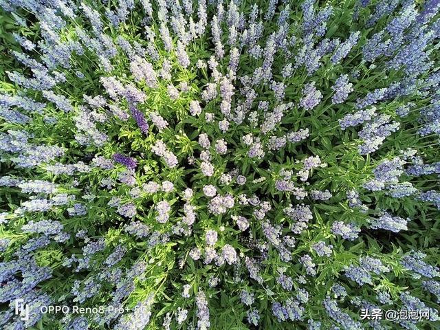 oppo研发的马里亚纳芯片拍照效果，X加持画质更出色