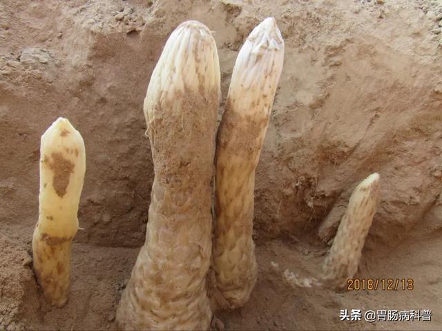 曼陀罗花的图片，曼陀罗花是什么（301味中药材的原植物彩色图谱）