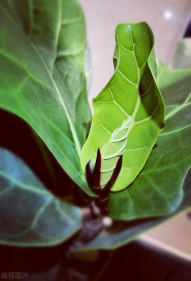 适合盆栽的花卉 ，好养易活的盆栽花卉（“花旺人不旺”）