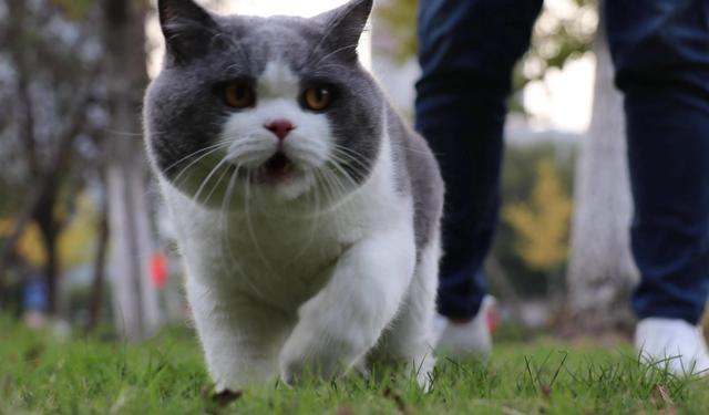 猫和老鼠里面的母猫现实品种，猫和老鼠中汤姆猫的原型究竟是什么品种