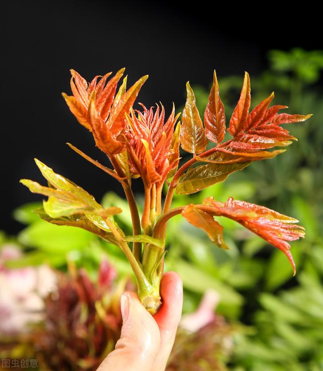 香椿炒鸡蛋的做法，香椿多少钱一斤2022（网友说：我来吃春天的味道吧）