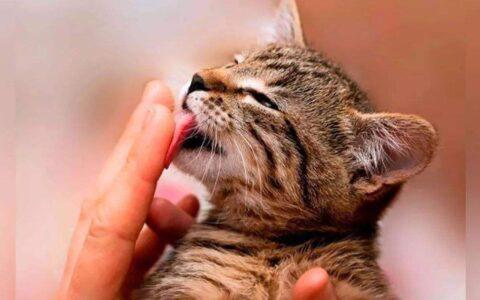 猫舔人是什么意思啊(猫咪舔主人的手脚) - 百百科