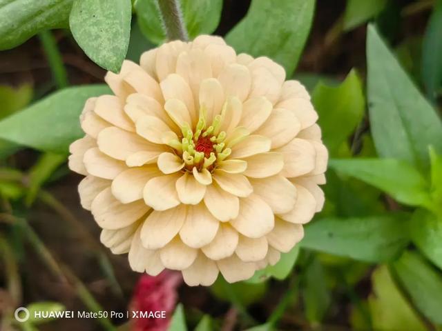 哪两种颜色可以调成紫色，哪两种颜色可以调成紫色彩搭配（但仍是一台值得购买的旗舰手机）