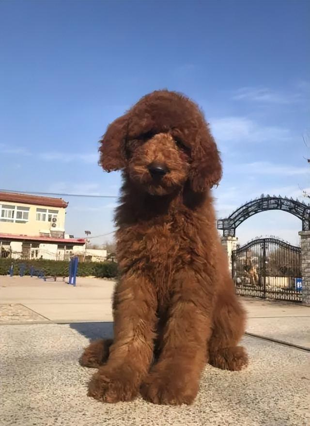 巨贵犬多少钱一只，黑色巨贵犬多少钱一只（“泰迪”和“巨贵”）