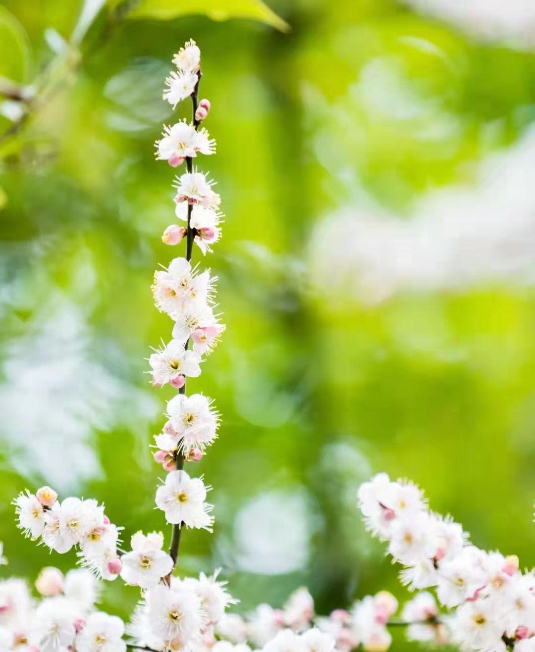 西南政法大学校友（女警）