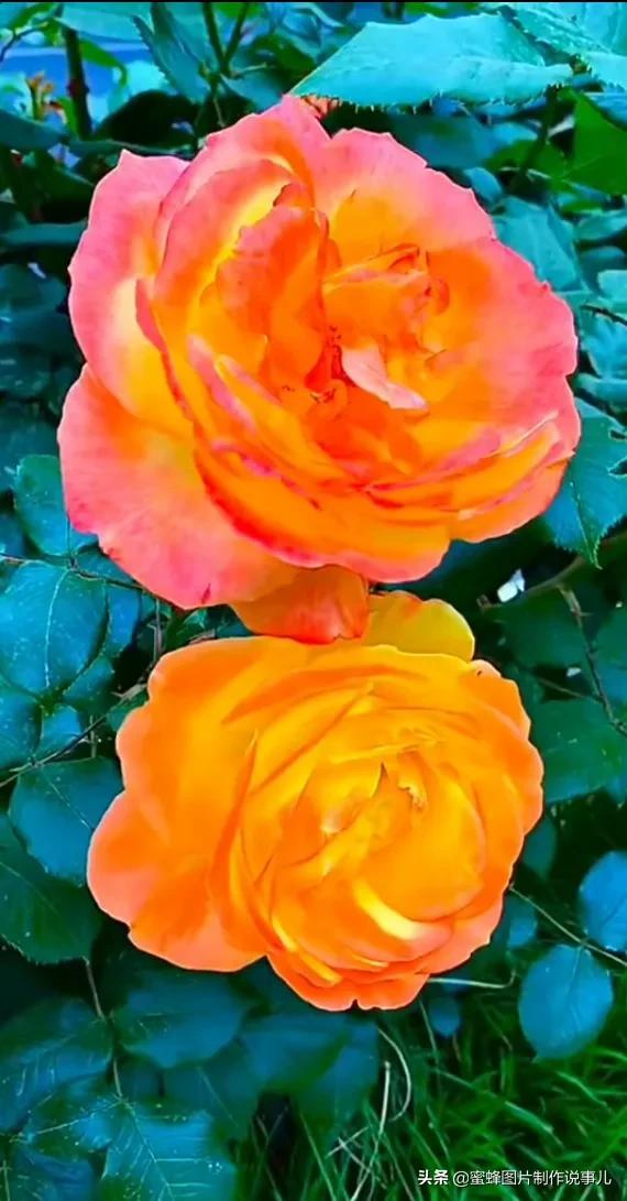 美美美的，美美美的表情包（壁纸美图）