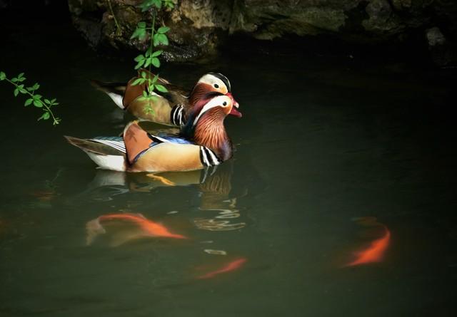 做什么梦说明爱情要来了，什么梦预示真爱到了（爱情魅力追求梦）