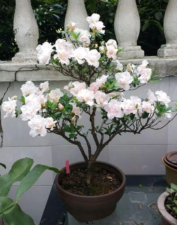 春节花卉品种大全大图，春节遇花期，五彩斑斓过新年