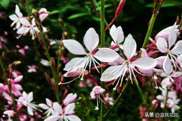 飞翔的花朵千鸟花花语，会飞的花朵诗意（自带仙气的千鸟花）