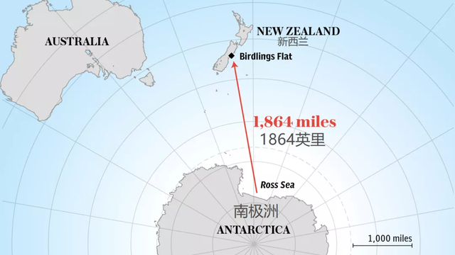 令人哭笑不得的南极企鹅，小企鹅迷路竟从南极游3000公里到新西兰