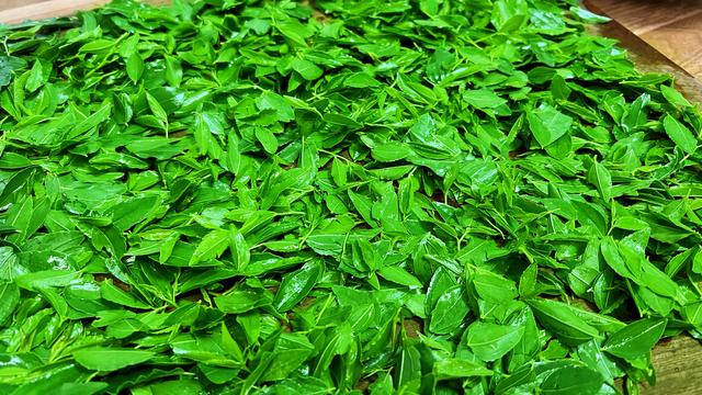 酸枣芽怎样制成茶叶，怎样自制酸枣叶茶（遇到这叶子别手软）
