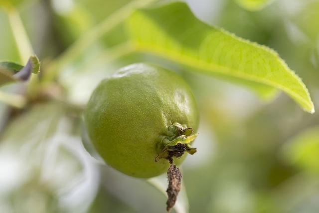 中国稀有水果，中国稀有水果名称大全（盘点世界上最稀有的6种水果）
