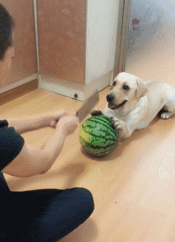 拉布拉多犬好养吗，拉布拉多好养吗（为什么大家都不敢养“拉布拉多犬”）