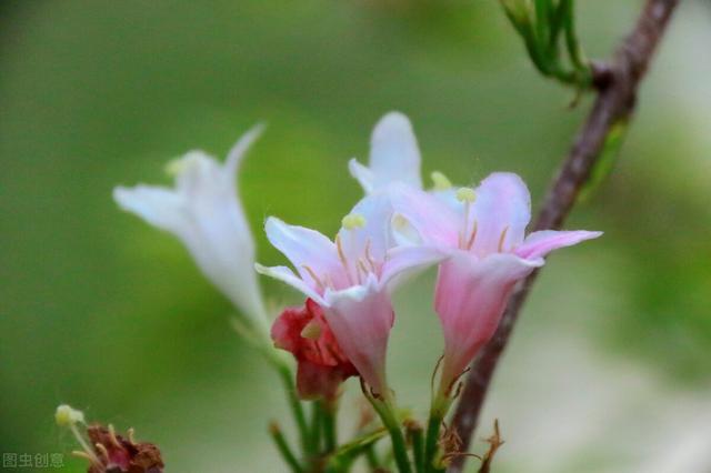 五彩锦带的养殖方法和注意事项，五彩锦带的养殖方法和注意事项有哪些（愿你人生前程似锦、绚丽多彩）