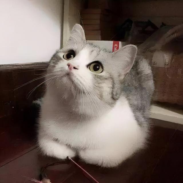 猫为什么揣手，猫为什么揣手走路（养猫多年的你，未必知道）