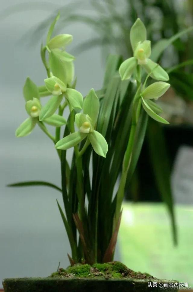 十大最贵最美兰花，绝美兰花50幅