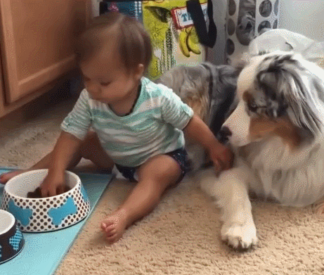 宠物狗价格，上班族、有小孩、新手适合养什么狗（宠物狗价格排行）