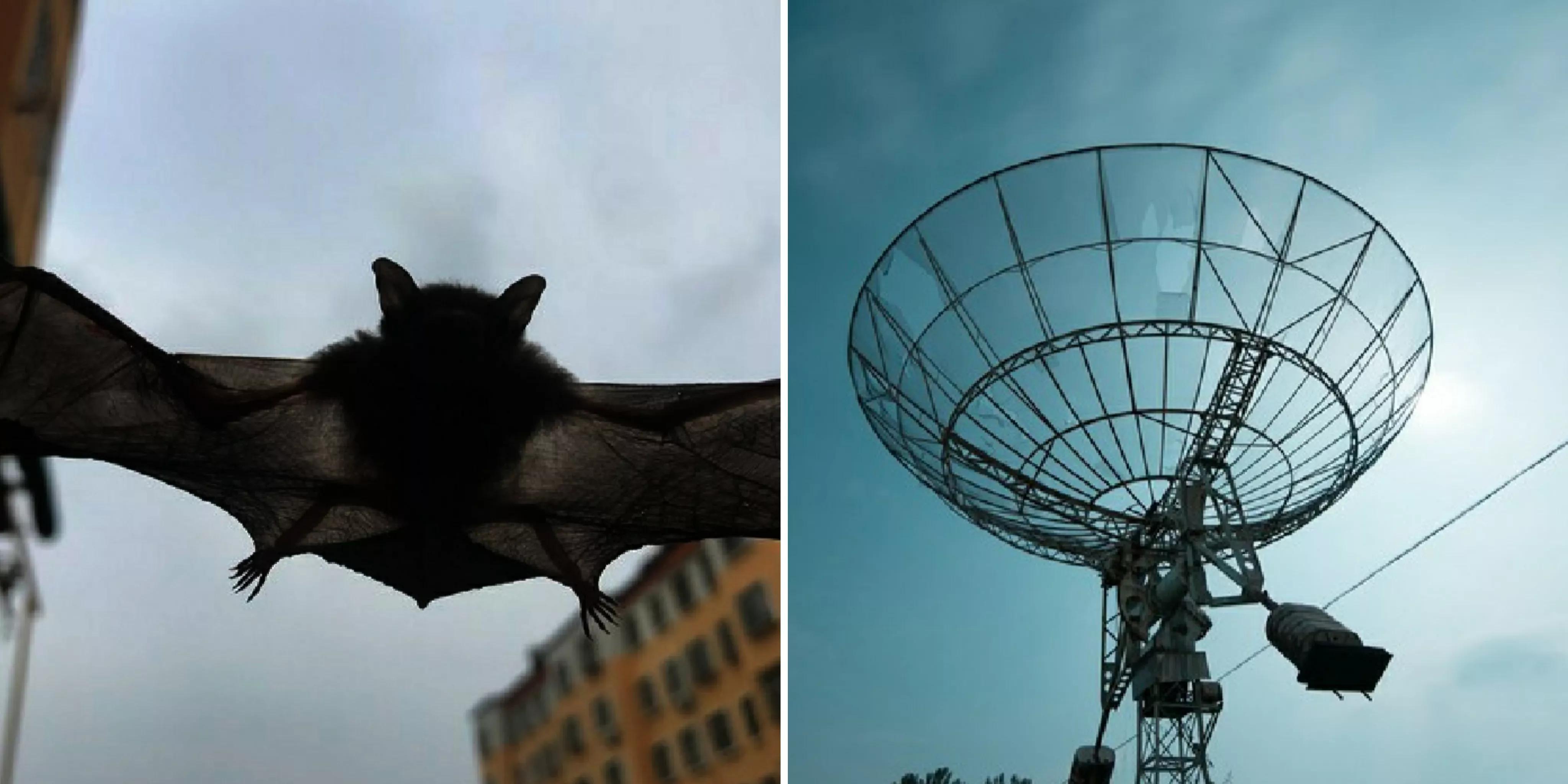 动物的启示发明10个图片,人类模仿动物的10种发明-生肖-荣耀易学