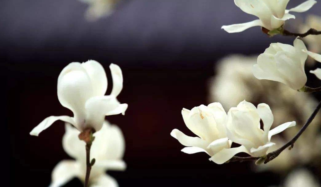 描写玉兰花开的句子，诗词鉴赏-玉兰花开春自来