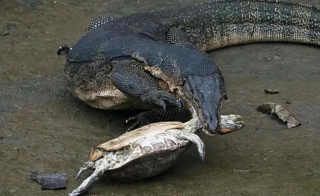 海母和水母区别，海母和水母图片大全（罕见的36张照片）