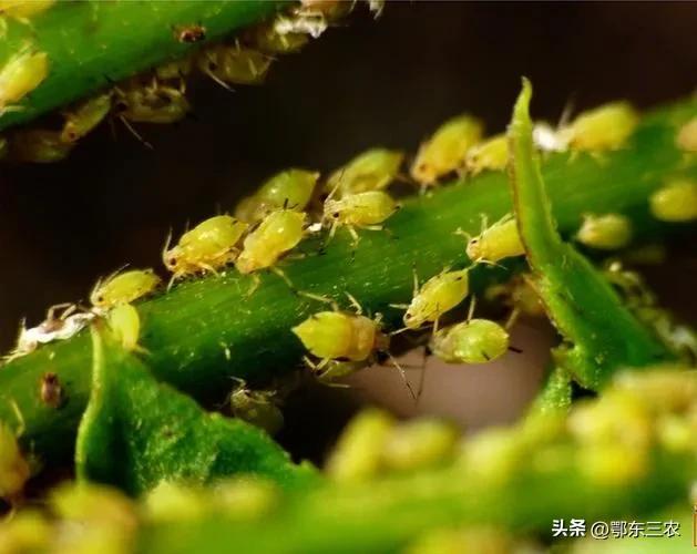 蚜虫的图片是什么样子的，蚜虫是什么样的图片大全（蚜虫是一种抗性强的害虫）