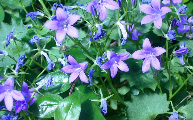 8月1日是什么星座，狮子座女生性格特点（8月1日-31日星座运势）