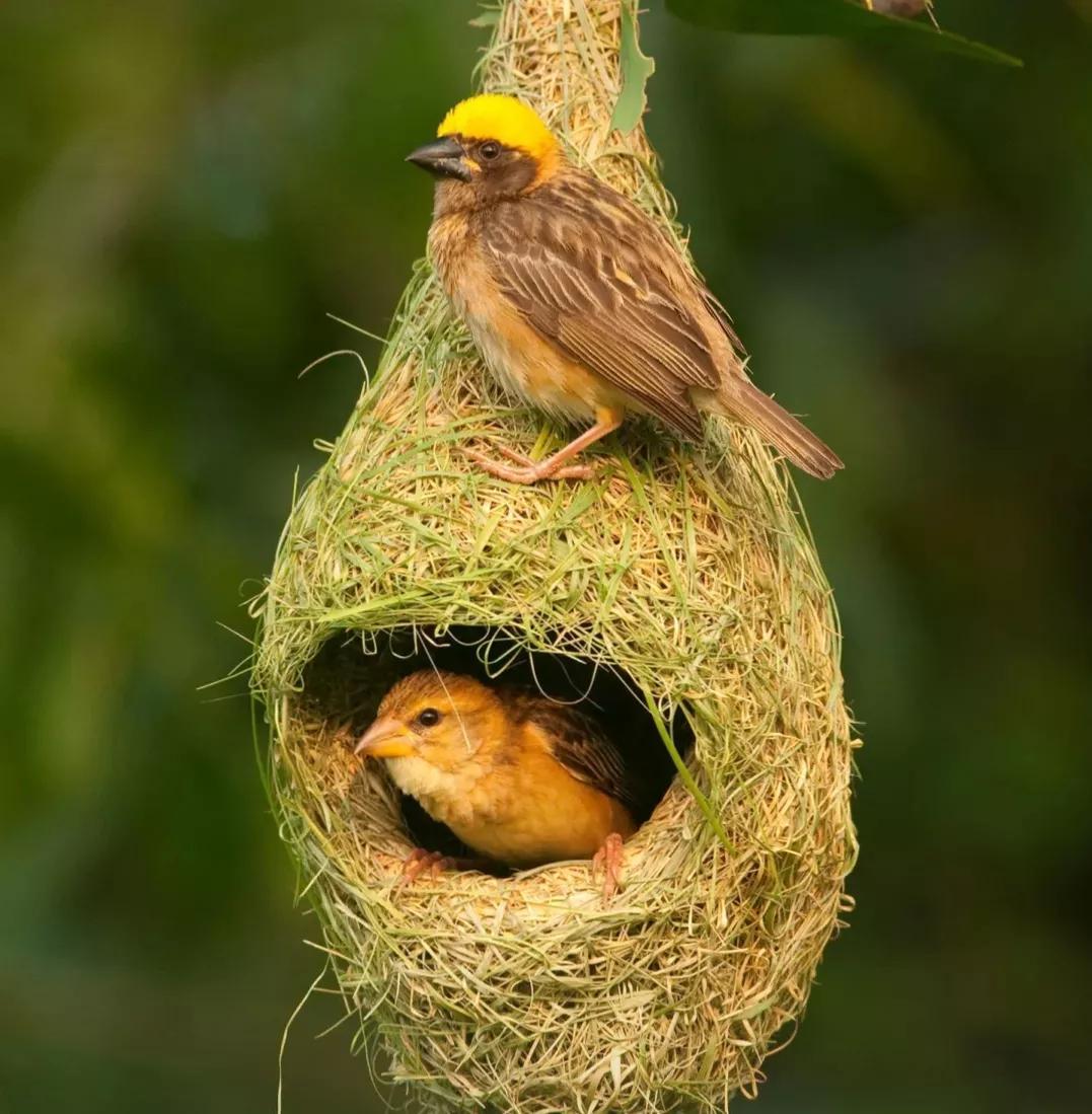 动物界的建筑师，动物界的建筑师是谁呀（动物界的知名建筑大师）