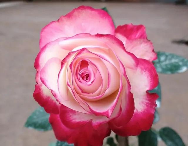 梦露和艾莎月季的区别，月季梦露百科（12种大花月季）