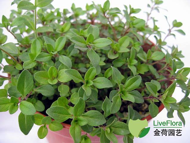 迷迭香是什么，西餐中常用的15种香料和香草（迷迭香是什么时候出的）