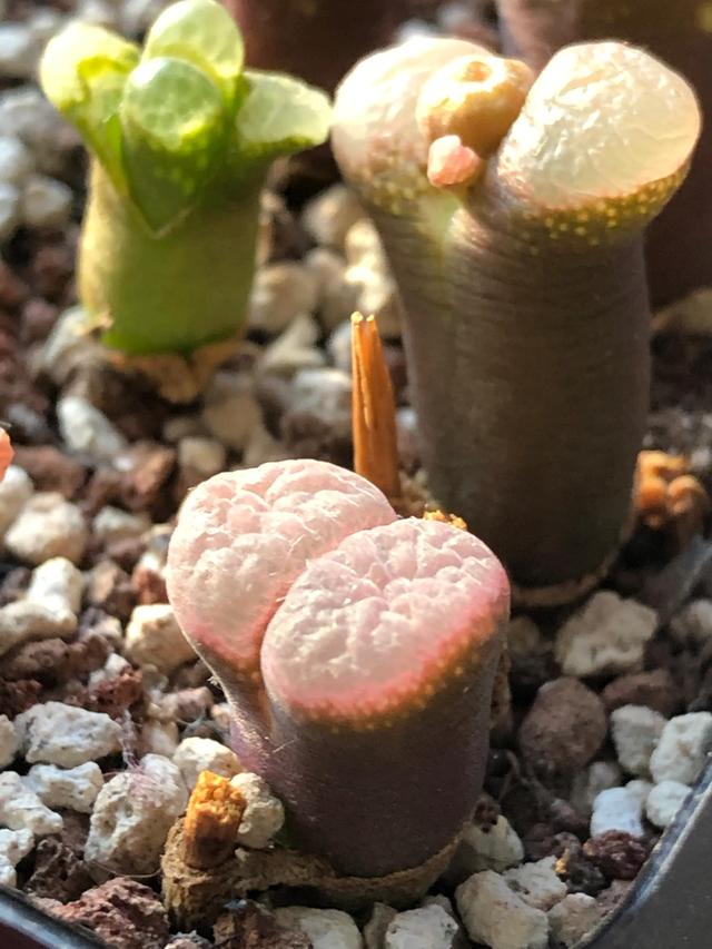 多肉灯泡，自家多肉 请君欣赏（多肉灯泡怎么养）