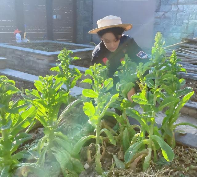 李晨张馨予生活照，张馨予写真 生活照（张馨予：游离吴卓羲和李晨后）