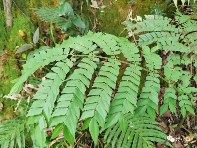 属猴的幸运植物花草，属猴幸运植物花草图片（猴耳环：围涎树）