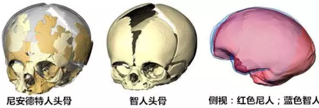 关于尼安德特人介绍，尼安德特人是怎么来的（两个智人都打不过一个尼人）