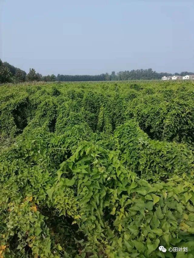 怀山药和淮山药的区别，怀山药和淮山药区别（只为种出正宗健康的怀山药）