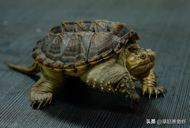 北美小鳄龟的饲养，北美小鳄龟的饲养方法视频（这4个细节要注意，别想当然）