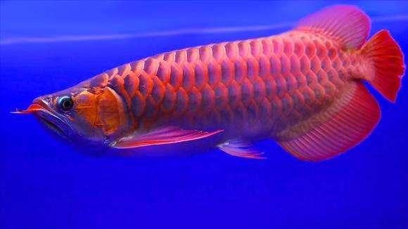 雪龙鱼的做法和配方，鳕鱼的烹饪方法（一条鱼抵得上一栋别墅）