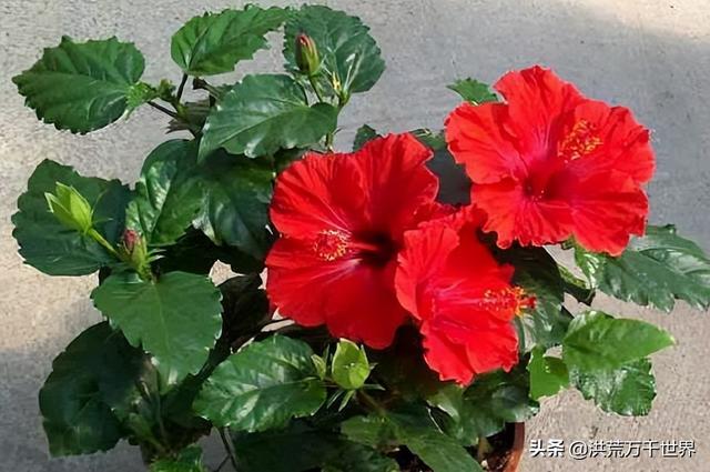 朱槿花的寓意，朱槿放办公室吉利吗（朱槿花的花语和寓意）