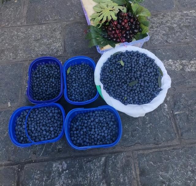 新鲜蓝莓一般多少钱一斤，蓝莓价格多少钱一斤（一种“神秘”的水果）