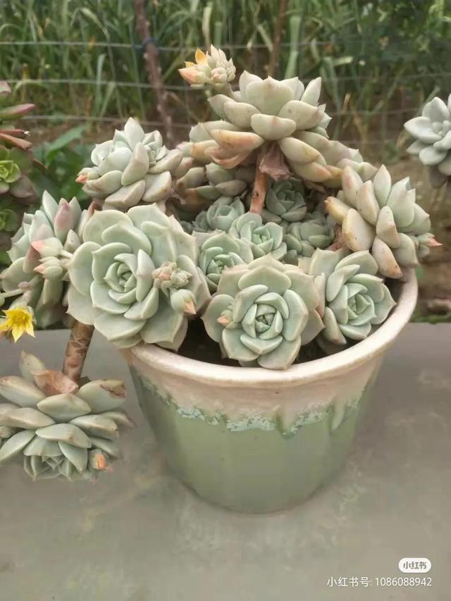 养着省心颜值高又爱长爆盆的多肉，这些多肉大普货