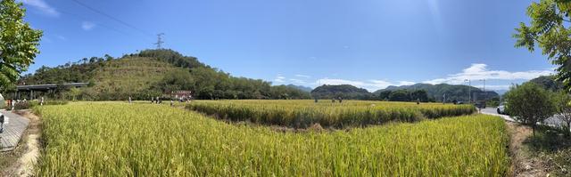 从化旅游景点大全，从化一日游旅游攻略大全（打卡吕田鹰嘴桃花+罗洞工匠小镇麦浪+莲麻小镇）