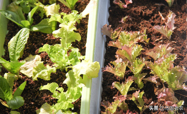 生菜分苗最佳方法，生菜分苗最佳方法图片（老农教你如何种出长势喜人的生菜）