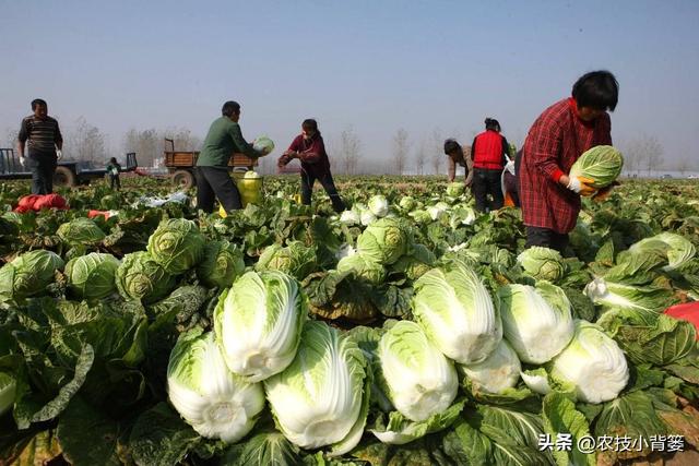 如何自己种白菜，怎么种白菜（怎样才能种出高产优质的大白菜）