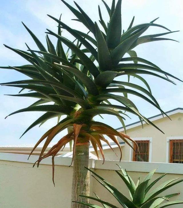 芦荟灌肤的好处和坏处，做芦荟灌肤的坏处（芦荟就是“小药箱”）