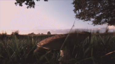 ps插件怎么安装，ps磨皮插件怎么安装（2022款PS插件一键安装）