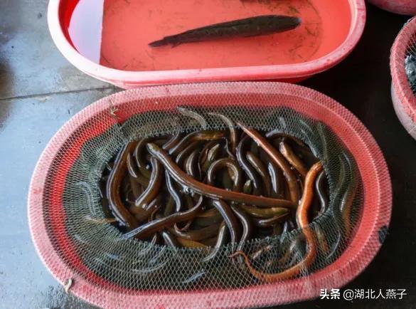 端午节吃啥，端午节吃什么（还要吃3菜2肉2果）